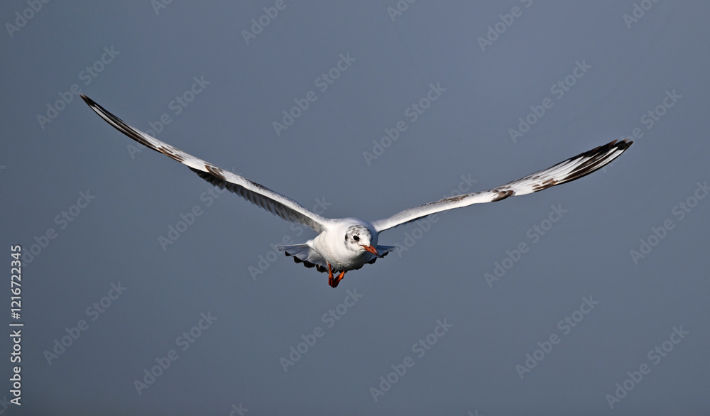 Lachmöwe // Black-headed gull (Chroicocephalus ridibundus) Lachmöwe // Black-headed gull (Chroicocephalus ridibundus)