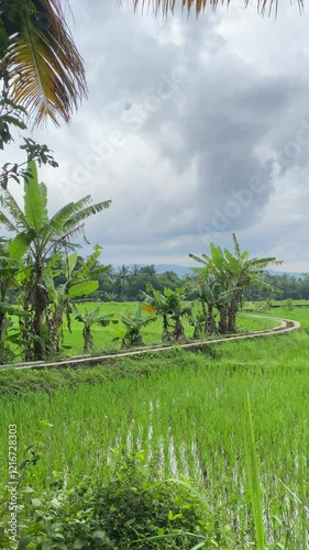A banana tree standing tall in the middle of a rice field, landscape concept