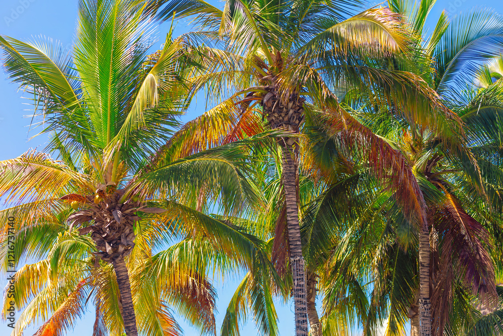 Tall palm trees with vibrant green leaves against a clear blue sky. Trunks are slender and textured, with sunlight casting shadows. Trees are associated with tropical beach, relaxation and vacation