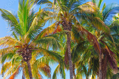 Obraz na płótnie Tall palm trees with vibrant green leaves against a clear blue sky. Trunks are slender and textured, with sunlight casting shadows. Trees are associated with tropical beach, relaxation and vacation w salonie