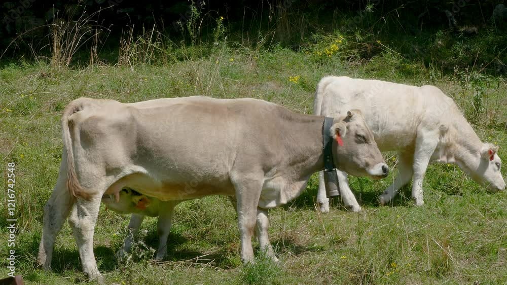 Calf suckling from its mother's udder.
A nice calf looking for the best position to feed while its mother is still and there is an older calf behind. Calf suckling from its mother's udder.
A nice calf looking for the best position to feed while its mother is still and there is an older calf behind.