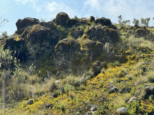 Beautiful, shiny green mosses carpet the high-altitude slopes of Mount Kenya, their spongy texture glistening under the soft sunlight. 