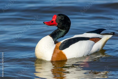 The common shelduck (Tadorna tadorna)