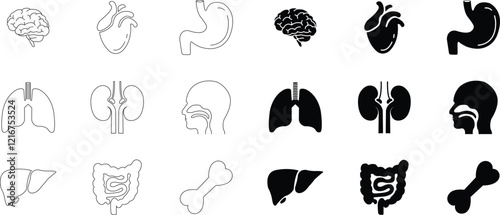 Human internal organs and anatomy related vector icon set. Human body related internal organs symbol on isolated transparent background. Human anatomy Editable Stroke. Vector illustration.