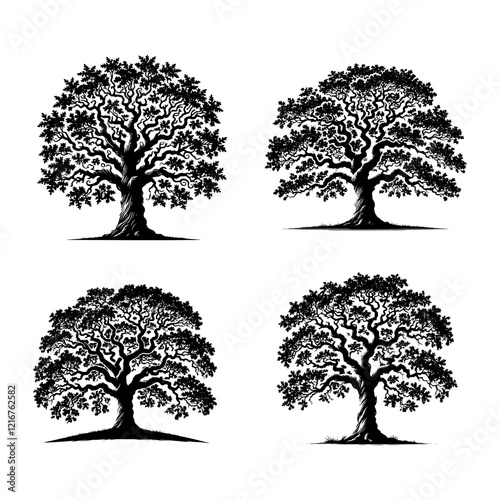 Vector Illustration of the Detailed Black Silhouette of the Shumard Oak Tree Isolated Against a White Background