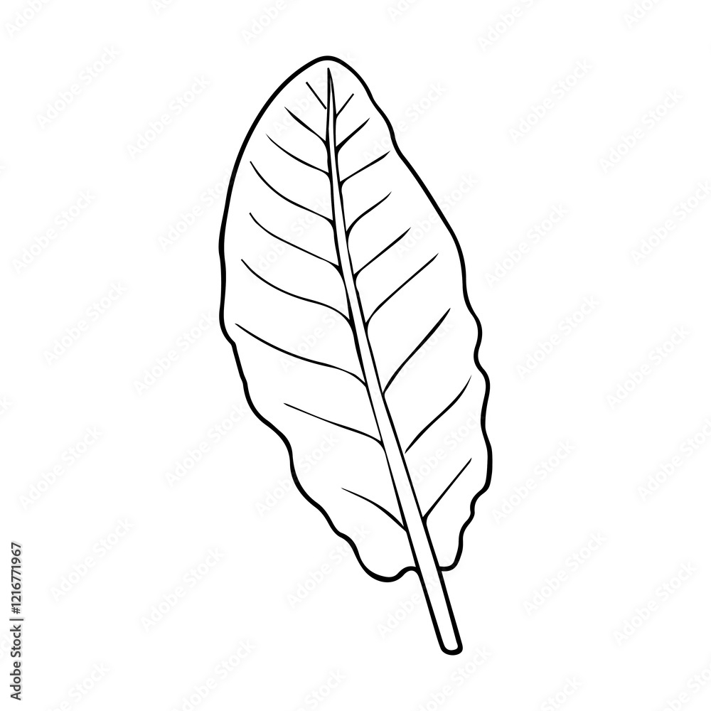 sorrel outline vector illustration sorrel outline vector illustration