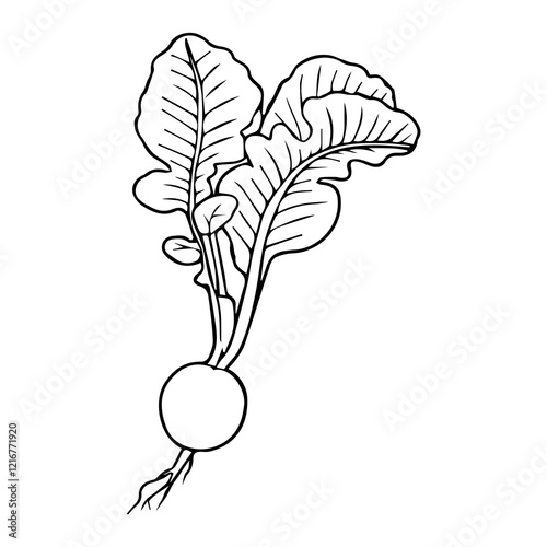 radish outline vector illustration