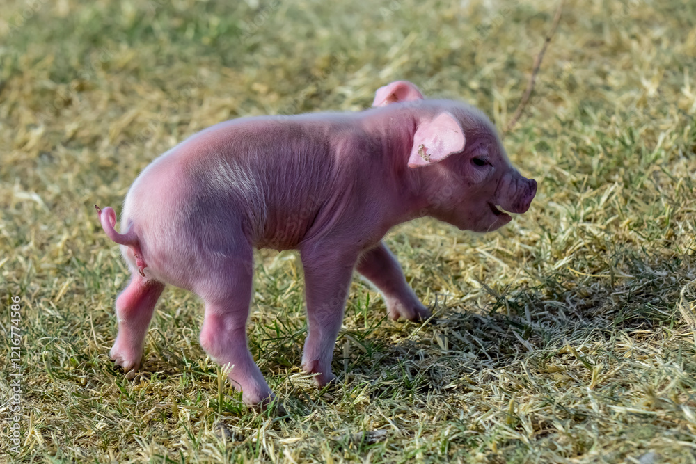 Piglet newborn baby, in farm landscape. Piglet newborn baby, in farm landscape.