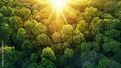 Aerial View of Lush Green Forest with Bright Sunlight Streaming Through Trees