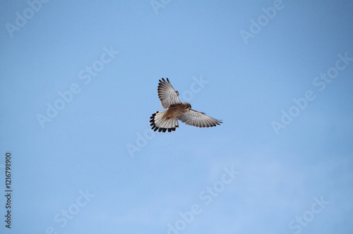 Female kestrel (Falco tinnunculus) using wind-hovering technique in mid-air against a clear blue sky. The bird of prey remains stationary, flapping its wings before diving onto its prey.