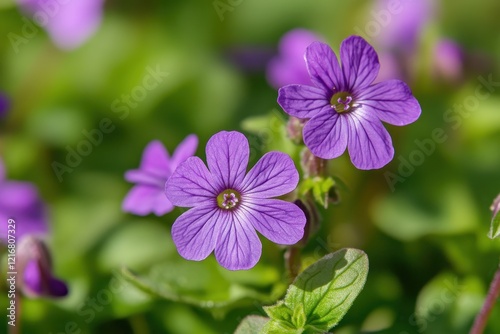 close up of purple flower, Purple Blooms in Shadow, A vibrant display of purple flowers blooming in a lush garden setting, showcasing nature's beauty and tranquility.