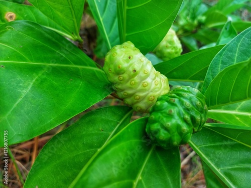 Morinda citrifolia - Noni fruit plant 
