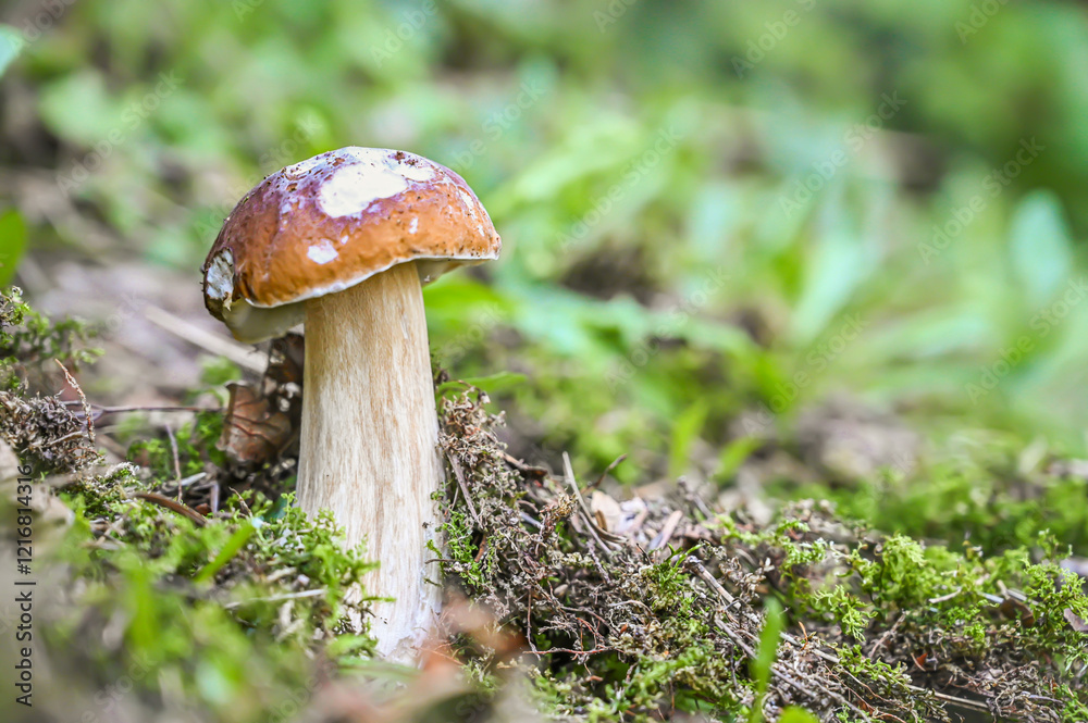 Pair of boletus mushrooms stand on lush green moss next to tiny purple flowers, surrounded by a serene forest ambiance and dimly lit by the setting sun. Pair of boletus mushrooms stand on lush green moss next to tiny purple flowers, surrounded by a serene forest ambiance and dimly lit by the setting sun.