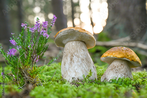 Pair of boletus mushrooms stand on lush green moss next to tiny purple flowers, surrounded by a serene forest ambiance and dimly lit by the setting sun.
