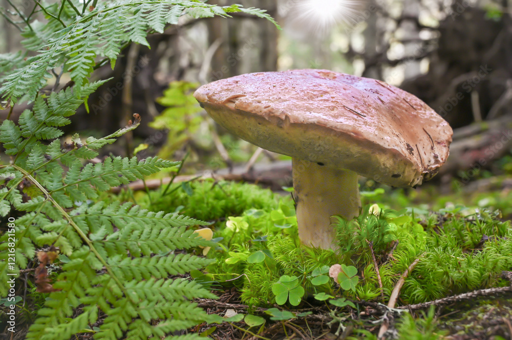 A lone mushroom grows amidst ferns and lush green moss in a tranquil forest setting, showcasing the beauty and serenity of the natural environment