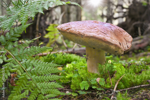 Obraz na płótnie A lone mushroom grows amidst ferns and lush green moss in a tranquil forest setting, showcasing the beauty and serenity of the natural environment w salonie