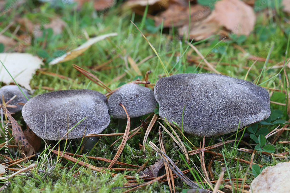 Fototapeta premium Tricholoma terreum, also called Tricholoma myomyces, commonly known as grey knight or dirty tricholoma, wild mushroom from Finland