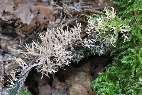 Lentaria byssiseda, a coral fungus from Finland growing on spruce, no common English name