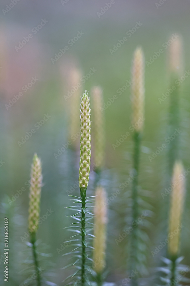 Spinulum annotinum, also called Lycopodium annotinum, commonly known as interrupted club-moss or stiff clubmoss, wild plant from Finland