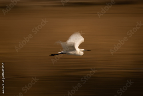 Slow pan of little egret flying past photo