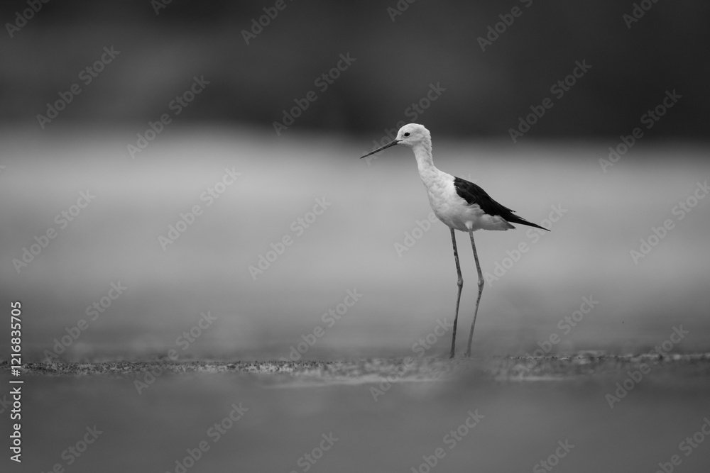 Obraz premium Mono black-winged stilt watching camera on mudflat