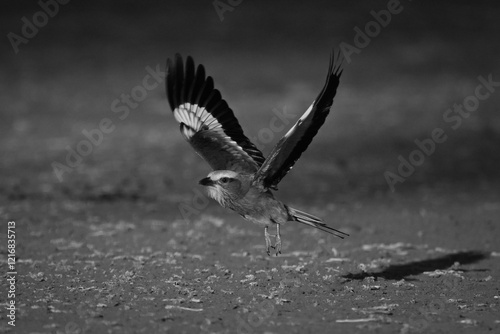 Mono lilac-breasted roller crosses earth raising wings photo