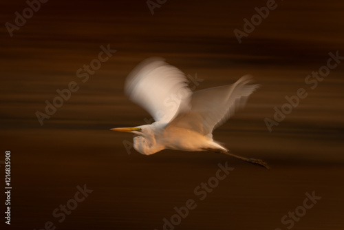 Slow pan of great egret passing bank photo