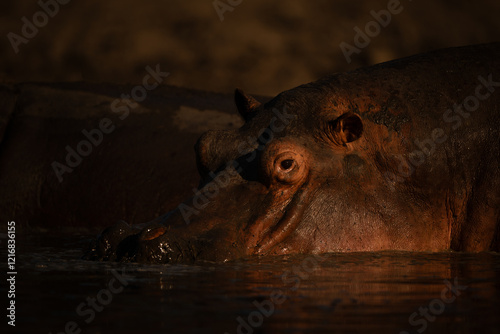 Hippo stands wallowing in pond at dawn photo