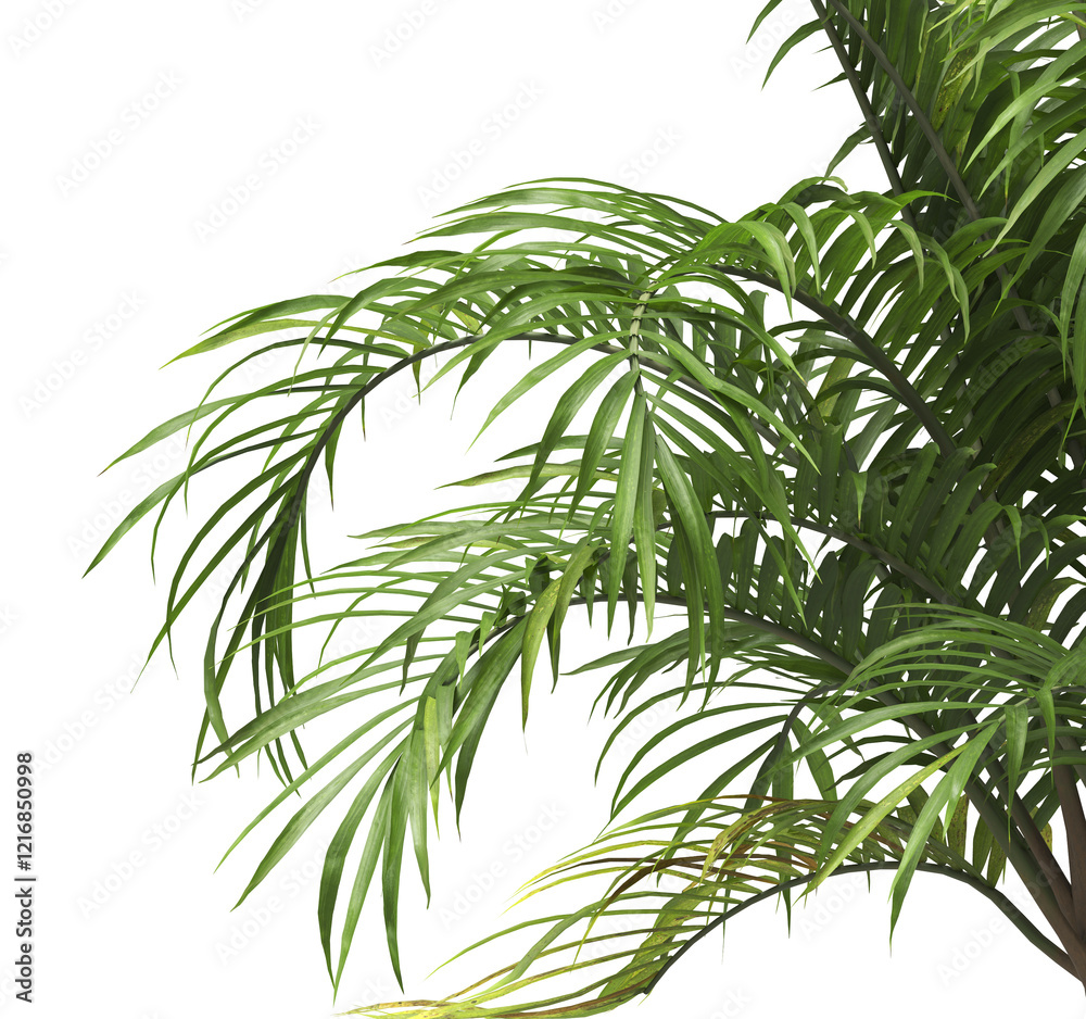 Tropical palm leaves isolated on transparent background. Palm Tree Branch PNG background. Areca palms leaves. palm leaf PNG, green leaf, tropical leaves. cutout isolate palm foliage PNG. Cascade palm. Tropical palm leaves isolated on transparent background. Palm Tree Branch PNG background. Areca palms leaves. palm leaf PNG, green leaf, tropical leaves. cutout isolate palm foliage PNG. Cascade palm.