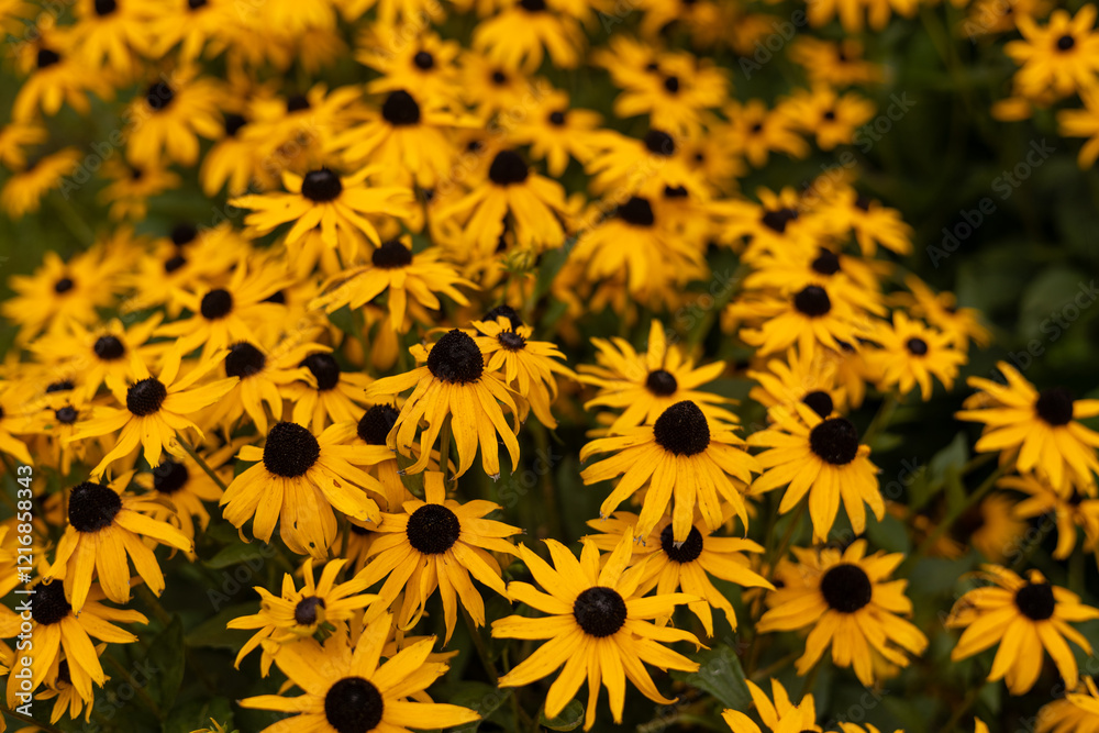 Bright yellow flowers of rudbeckia, commonly known as coneflowers or black eyed susans, in a sunny summer garden. Rudbeckia fulgida or perennial coneflower blossoming outdoors. Bright yellow flowers of rudbeckia, commonly known as coneflowers or black eyed susans, in a sunny summer garden. Rudbeckia fulgida or perennial coneflower blossoming outdoors.