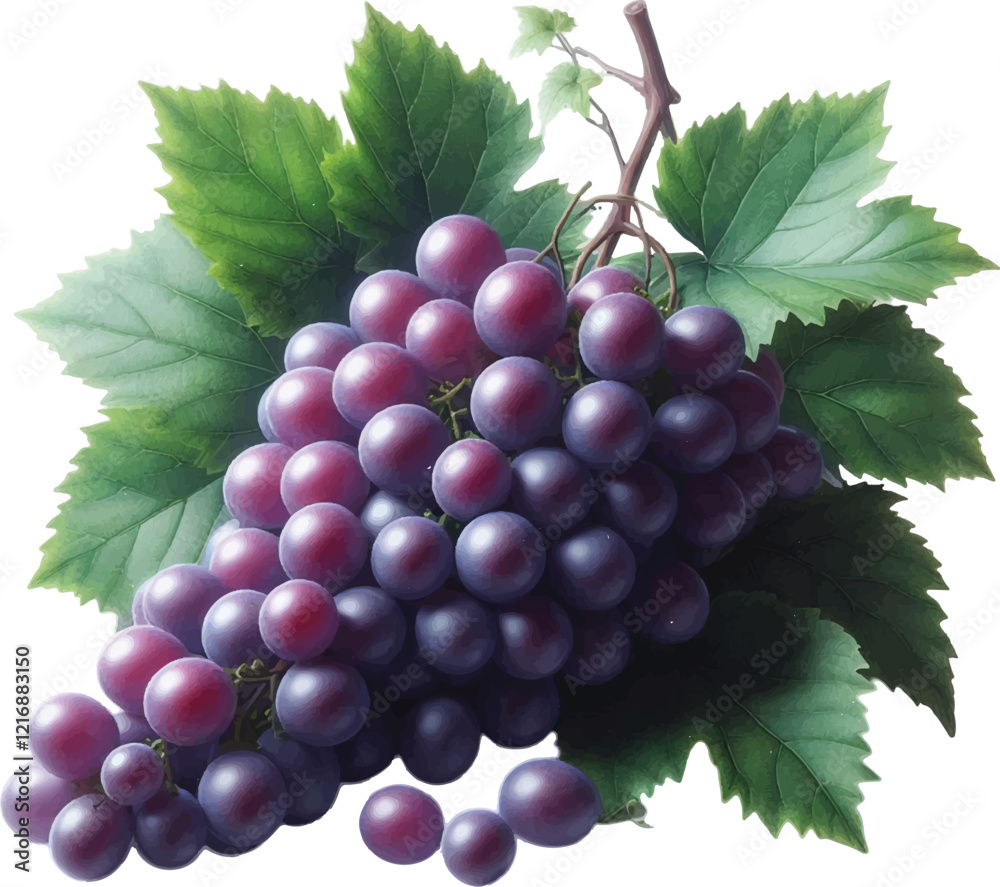 Fototapeta premium A realistic Cluster Of Purple Grapes With Green Leaves on a white background