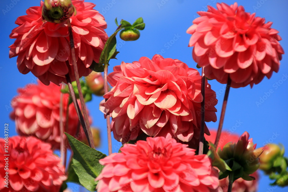 Red asters blooming in the garden on a sunny summer day Red asters blooming in the garden on a sunny summer day