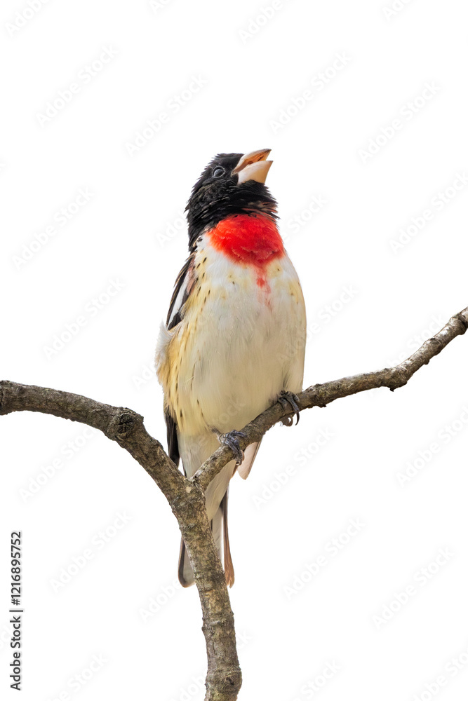 A Rose-breasted Grosbeak Sings on a Tree Branch, Isolated White Background A Rose-breasted Grosbeak Sings on a Tree Branch, Isolated White Background