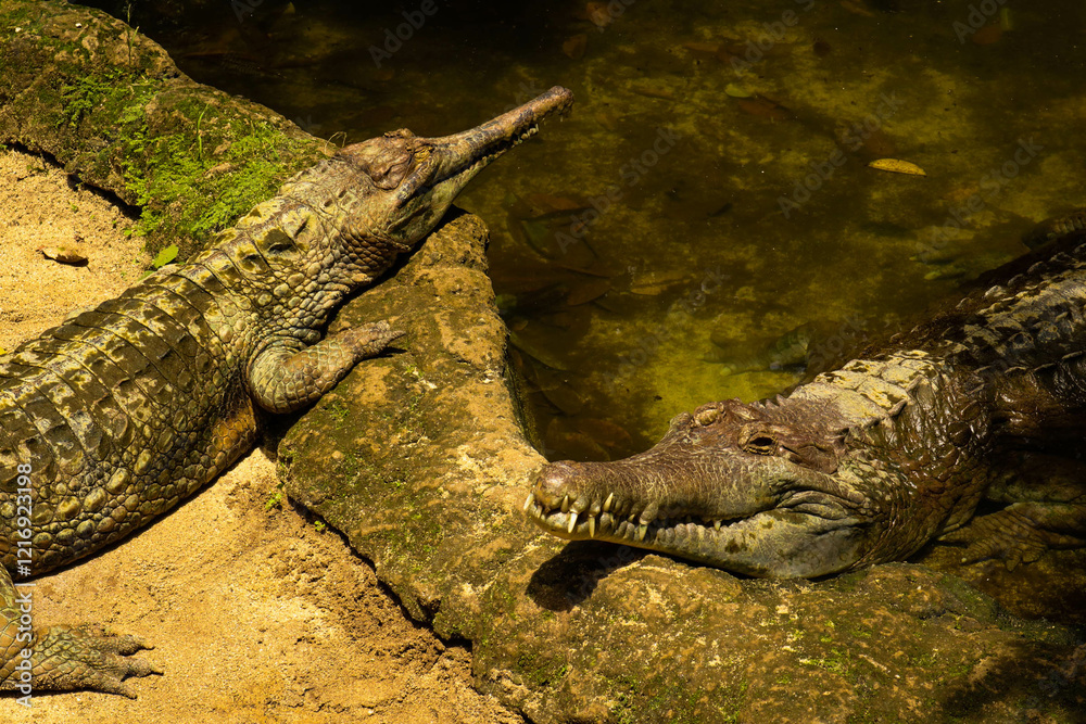 resting crocodiles by the water's edge