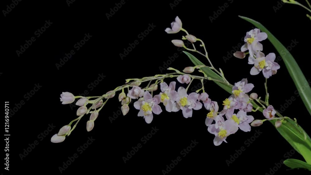 lily of the valley on bla