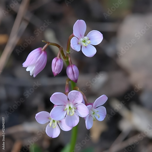 The bulbils of the coralroot (Cardamine bulbifera) in spring photo