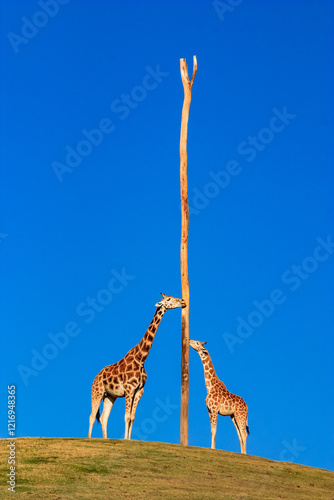 Two giraffes are standing next to a tall pole photo