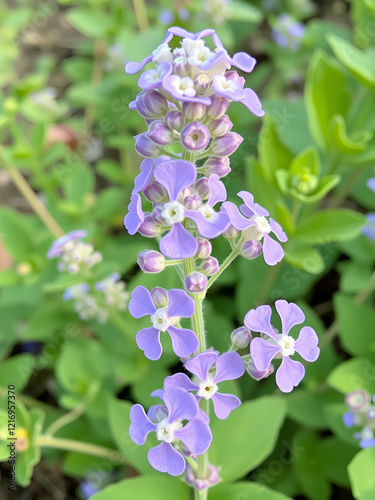 Garden heliotrope Heliotropium peruvianum , fragrant perennial plant photo