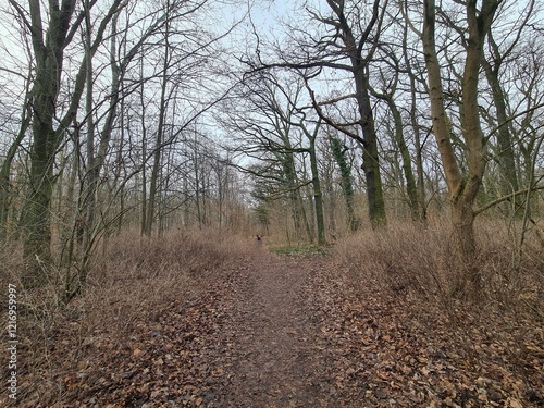 Plänterwald Forest in Winter In Berlin photo