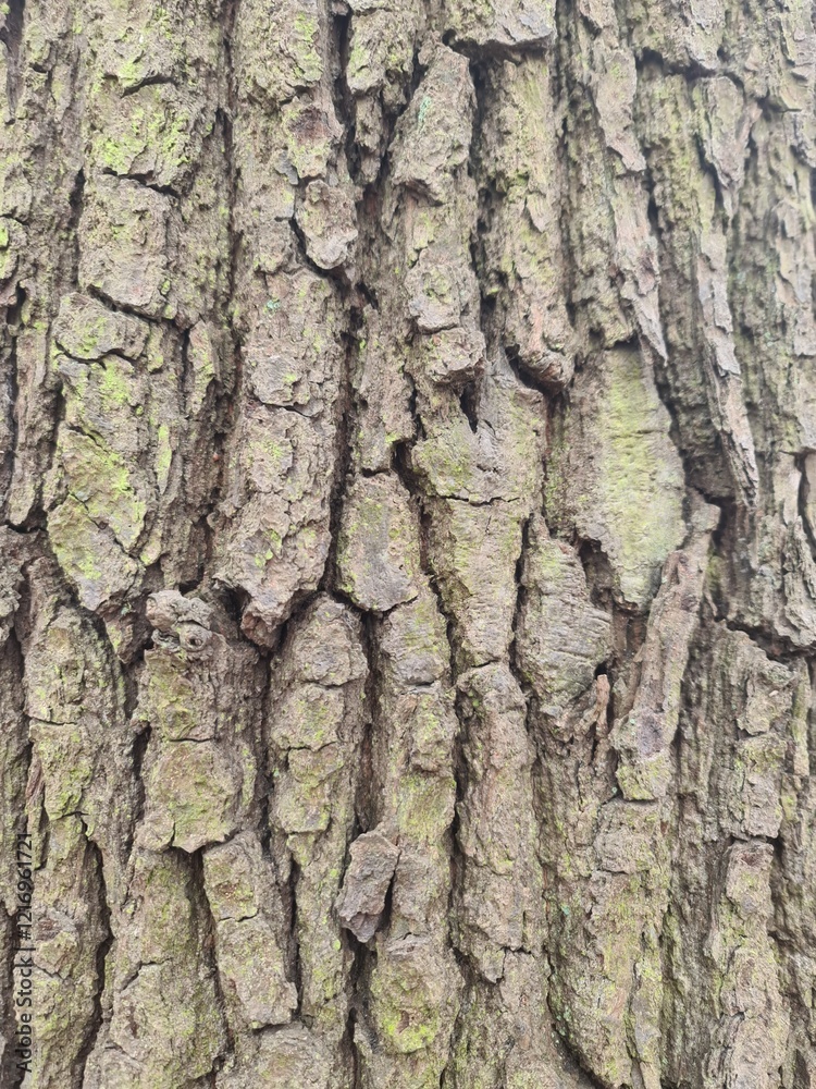 Fototapeta premium minimalistic background / wall paper design - close up photography of tree bark