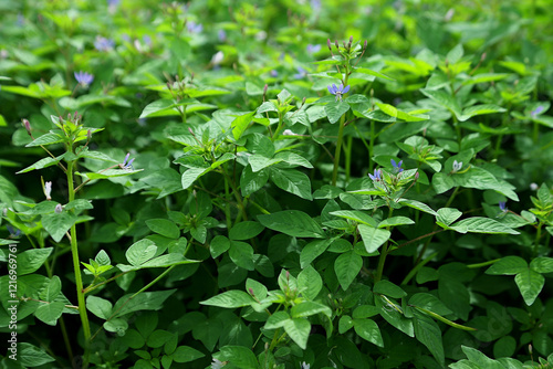 Wallpaper Mural Maman leaf or its scientific name Cleome gynandra is a kind of vegetable Torontodigital.ca