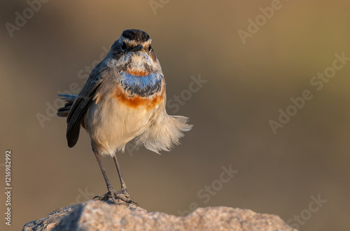 Beautiful Bluethroat bird at sunset