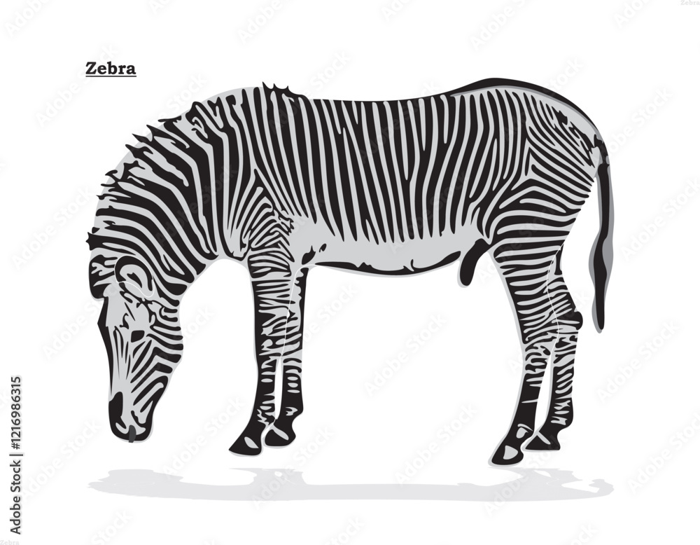 Fototapeta premium Abstract Black and White Zebra Pattern Background.