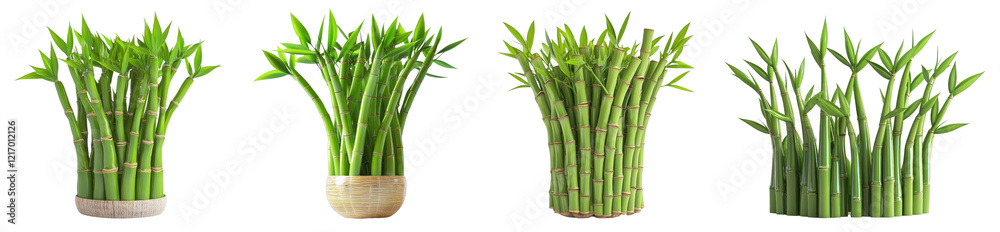 Fototapeta premium Bamboo plants arrangement indoor space photograph natural environment close-up view serenity and growth concept