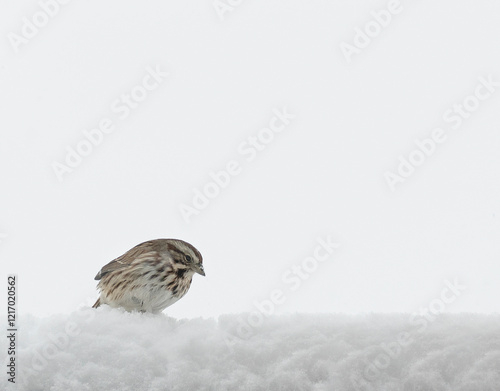 In winter, a song sparrow, Melospiza melodia, sits on a snow-covered rail—white background negative copy space. photo