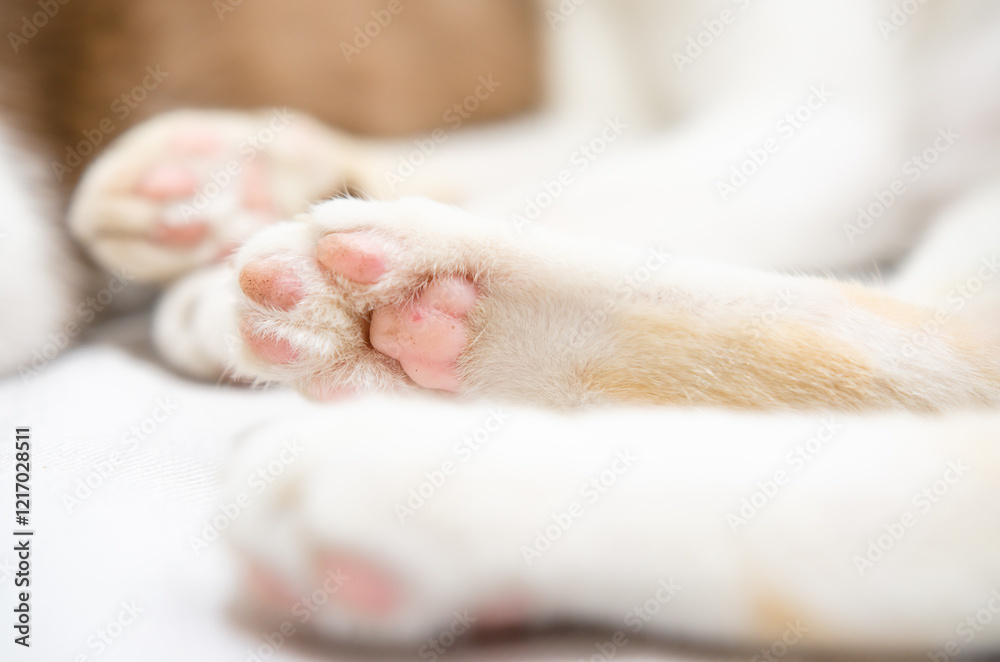 Fototapeta premium Cute domestic cat on white background
