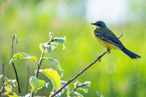 Western yellow wagtail, Motacilla flava. Songbird