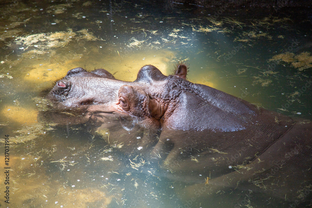 Obraz premium Nilpferd im Zoo