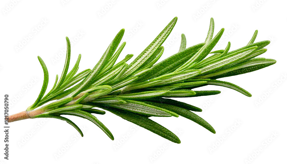 Fototapeta premium Green fresh rosemary isolated on white background clipping path