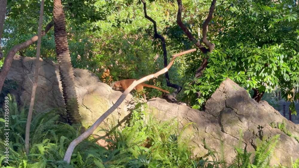 The Fossa is a predatory mammal that walks on boulders in the wild. The Fossa is a predatory mammal that walks on boulders in the wild.